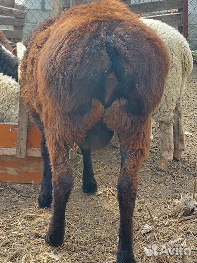 Гисарский баран