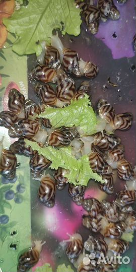 Ахатина Ретикулята альбино