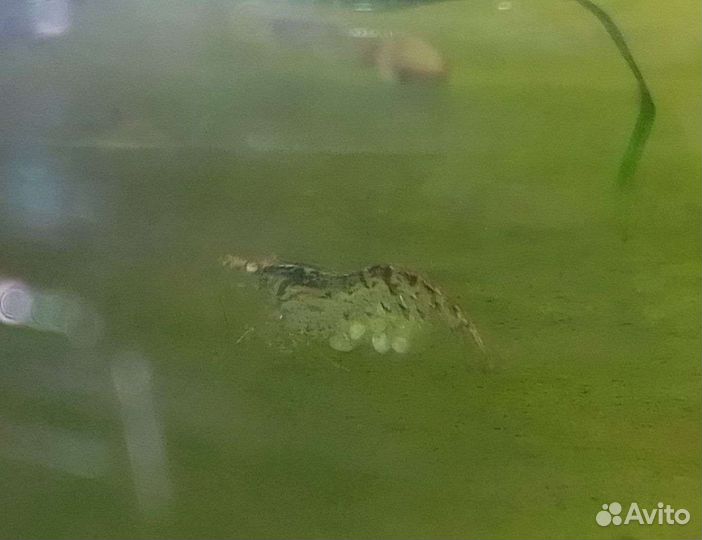 Рыбки. Корм. Аксессуары