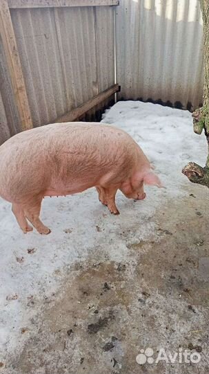 Хряк производитель