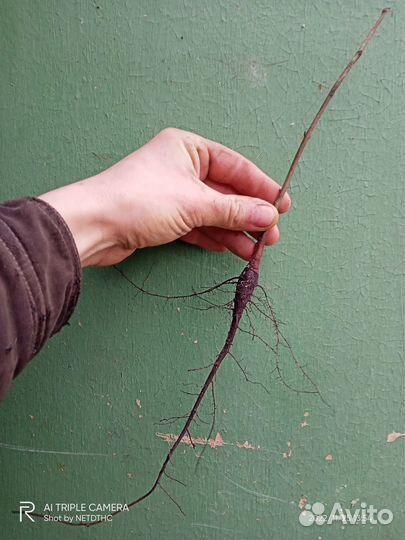 Курские саженцы (не южные)