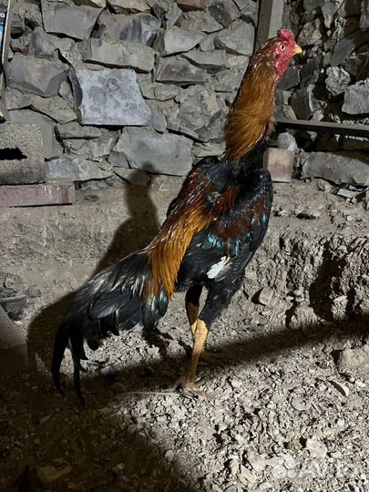 Бойцовые петухи