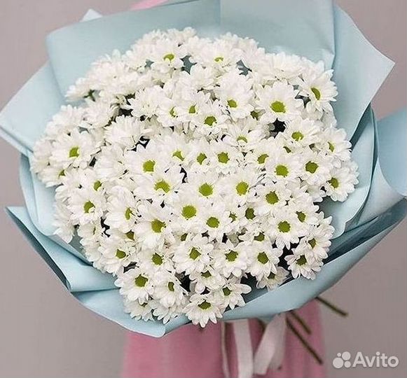 Хризантема Цветы Доставка