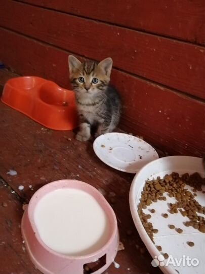 Котята в добрые руки бесплатно