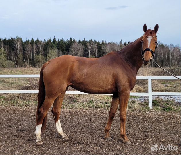 Продается молодая спортивная кобыла kwpn
