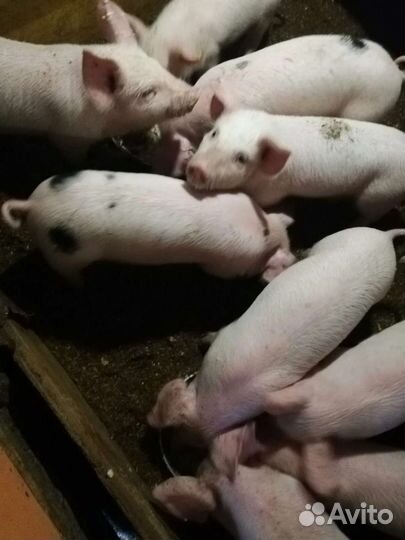 Поросята и свиньи обмен