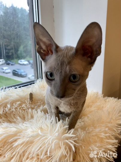 Котята корниш-рекс, кошечки,3 мес