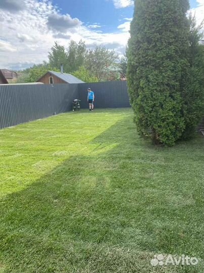 Рулонный газон от производителя