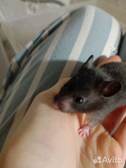 Хомяки чёрные сирийские