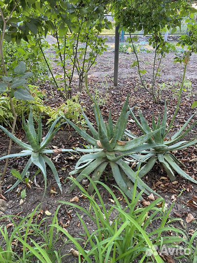 Алоэ 5 лет