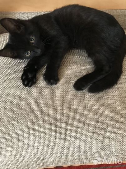 Черный котенок