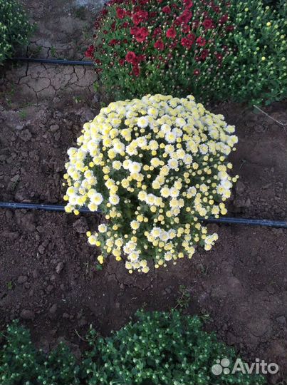 Хризантэмы