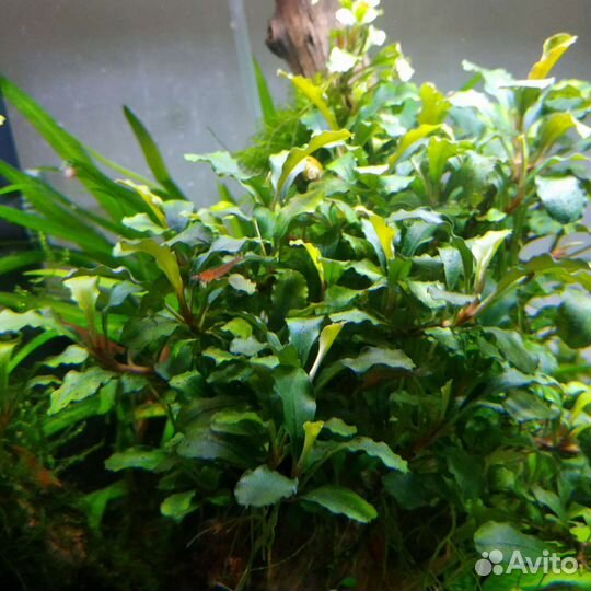Растение для аквариума и рыбки