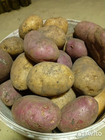 Продам картофель