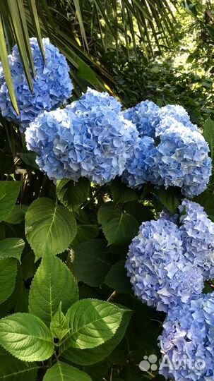 Гортензия голубая