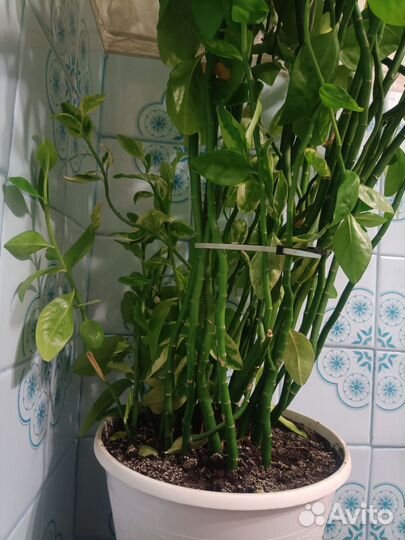 Педилантус