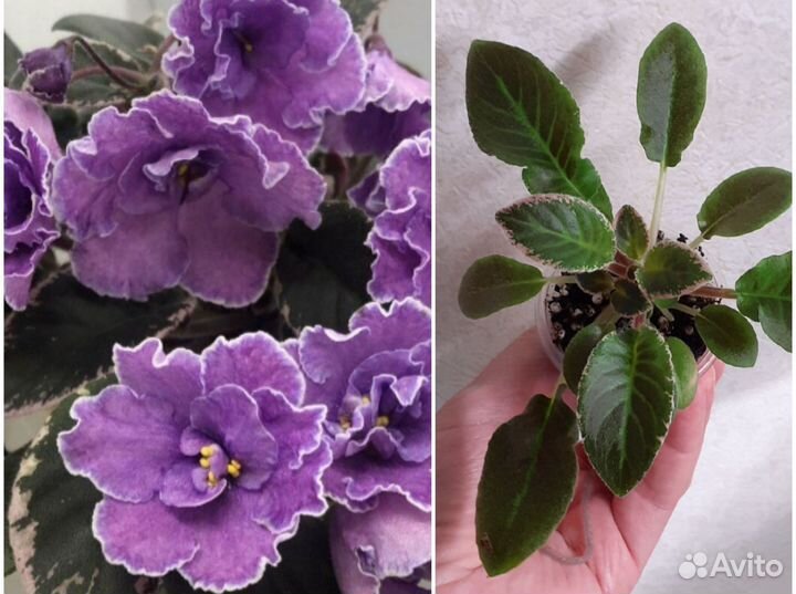 Фиалки-трейлеры