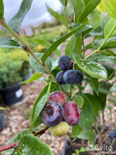 Саженцы голубики