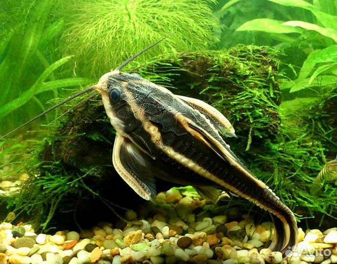 Сом платидорас