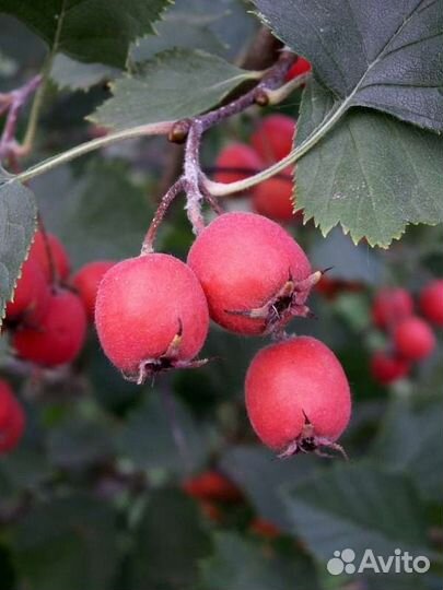 Черноплодная рябина, боярышник, калина