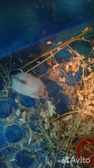 Джунгарские Хомяки