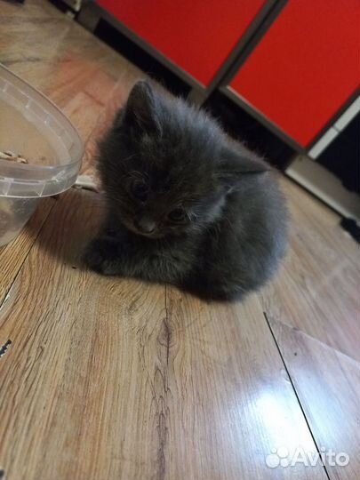 Котята в дар