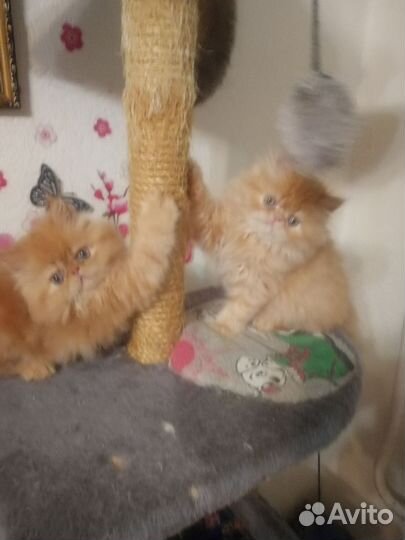 Котята персидские