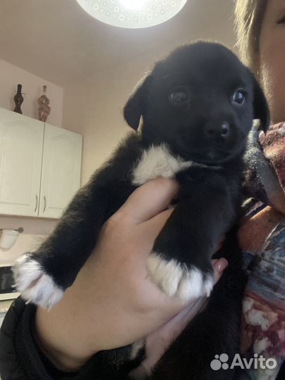 Собака в добрые руки щенок