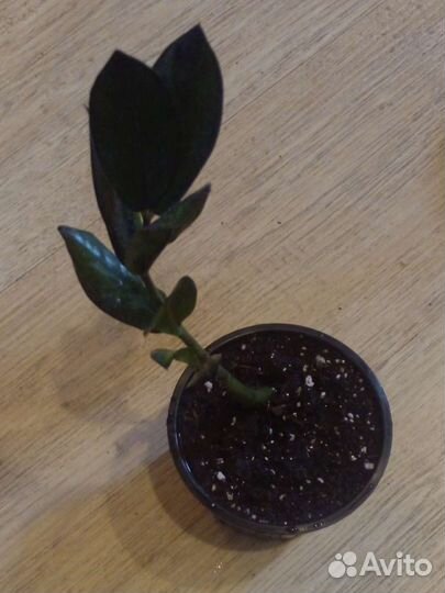 Замиокулькас супер нова черный