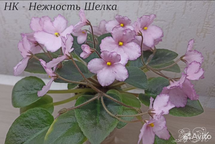 Сортовые фиалки