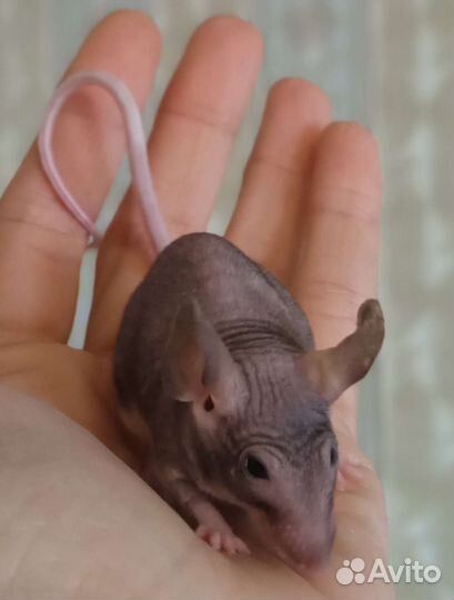 Мышь сфинкс мыши тан сатин рекс тигр