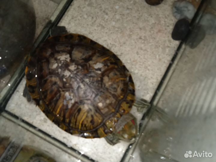 Красноухая черепаха