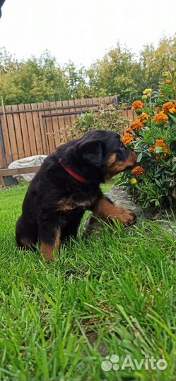 Щенки ротвейлера