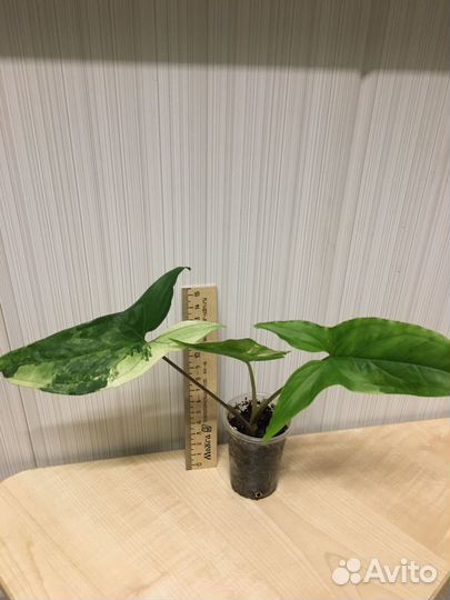 Сингониум imperial white