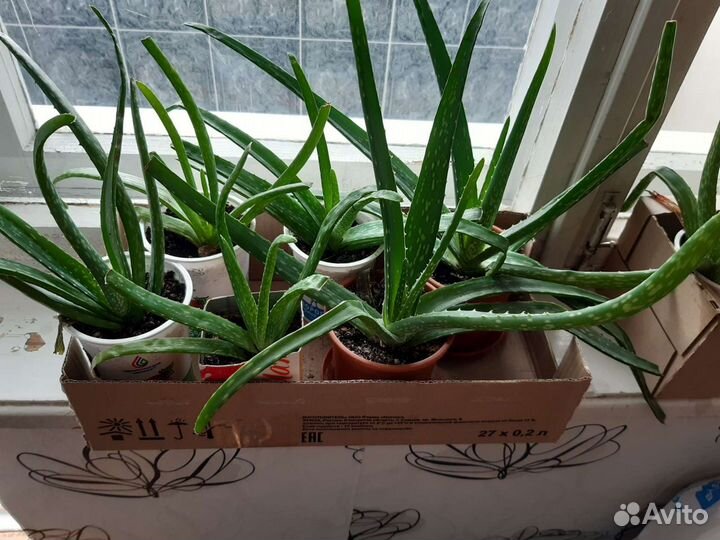 Алоэ вера и простой Алоэ -растения