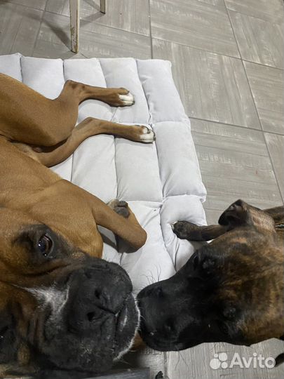 Боксер на вязку