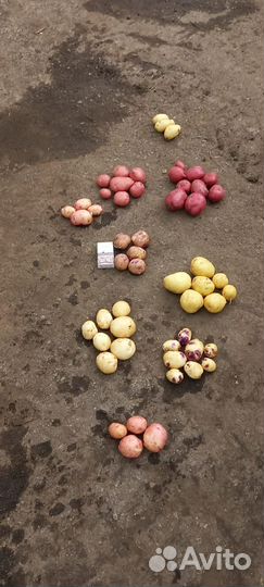 Продам картофель оптом