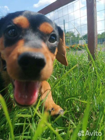 Маленькая собачка в добрые руки