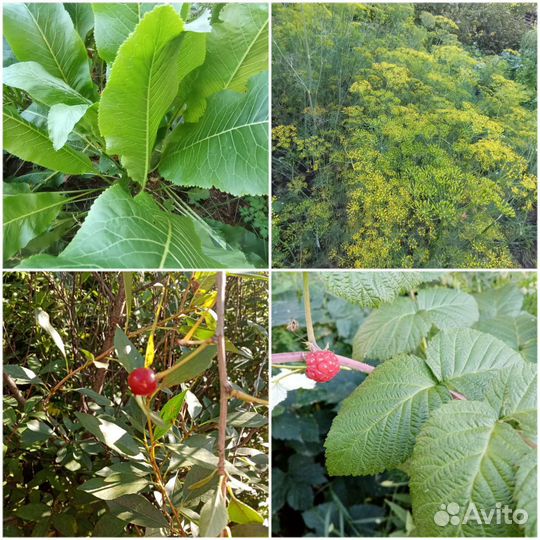 Зелень/черная смородина/чайные наборы