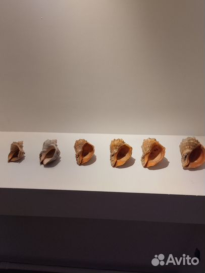 Ракушка рапан