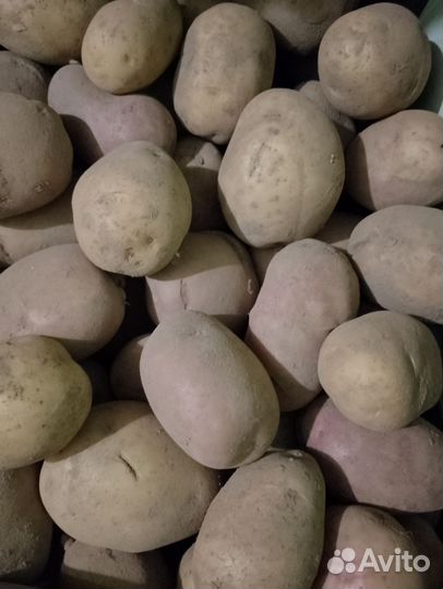 Продам картофель