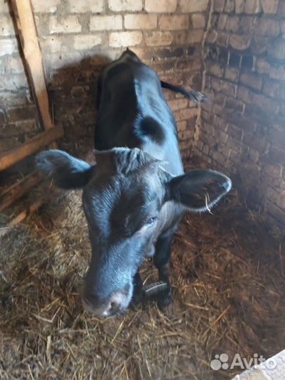 Телочка (5 мес)