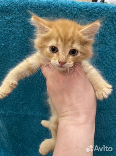 Рыжие не сдаются Лева все еще ищет семью