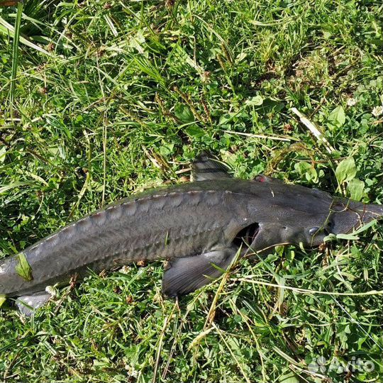 Царская свежемороженная рыба