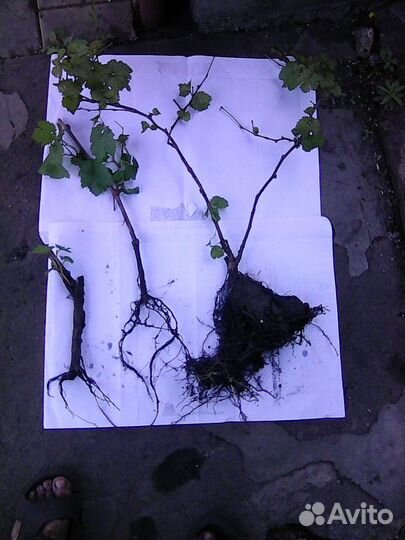 Саженцы винограда и нимфеи, плодовые и декоративн