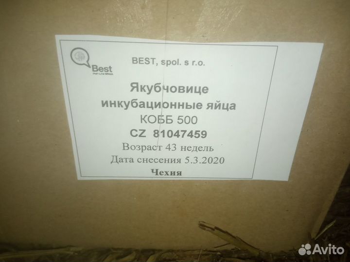 Бройлер Кобб-500/Росс-308