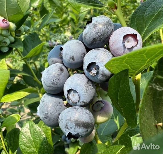 Саженцы голубики Блюкроп