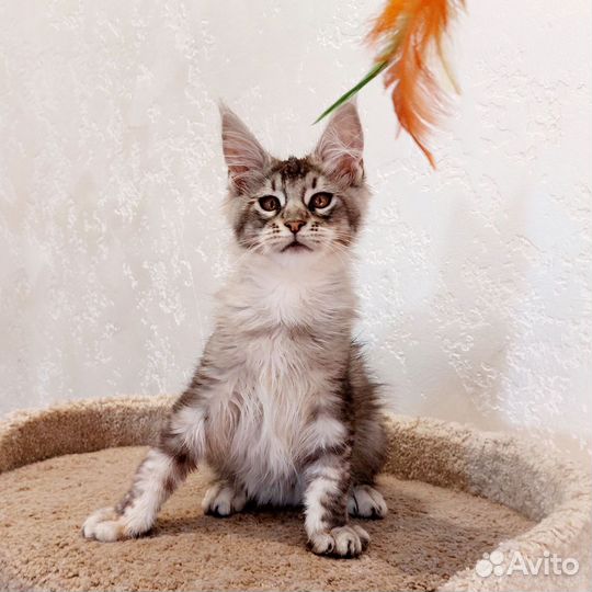 Котята мейн-кун