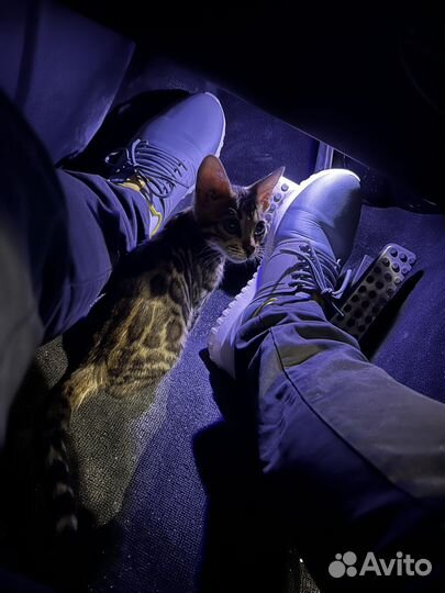 Бенгкальский котенок