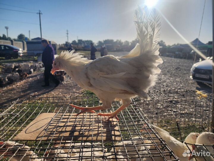Куры молодки несушки